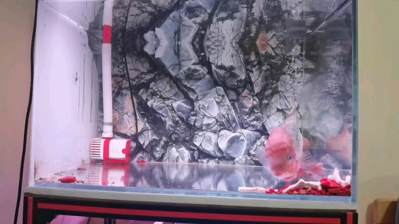 大頭