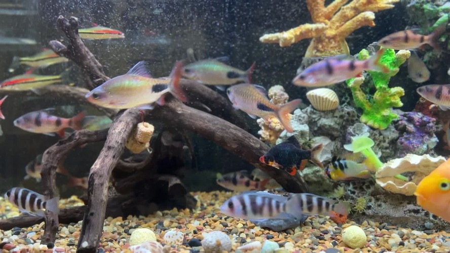 紅龍魚魚缸背景什么色好：紅龍魚魚缸的背景顏色可以根據個人喜好和家居裝飾風格決定