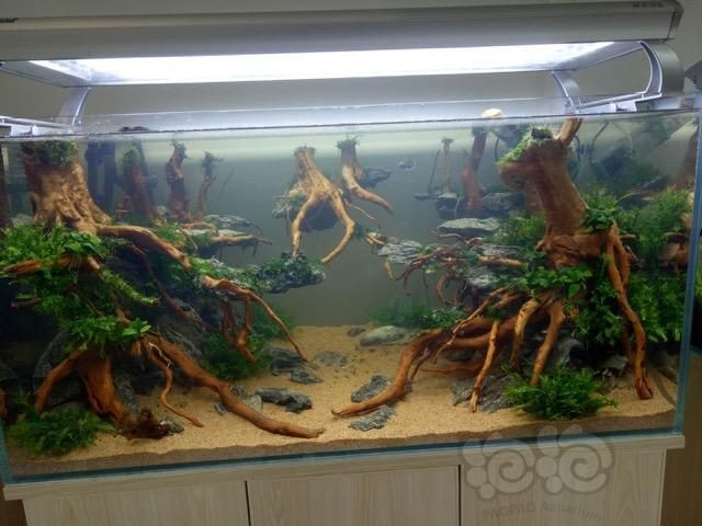 紅龍魚魚缸背景什么色好：紅龍魚魚缸的背景顏色可以根據個人喜好和家居裝飾風格決定