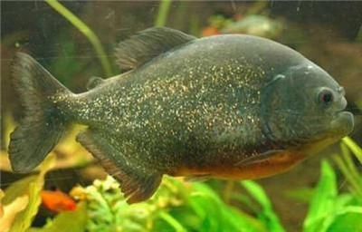 5厘米虎魚喂什么好：5厘米虎魚的最佳喂養方式