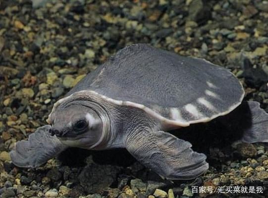 豬鼻龜飼養(yǎng)視頻：如何合法飼養(yǎng)豬鼻龜