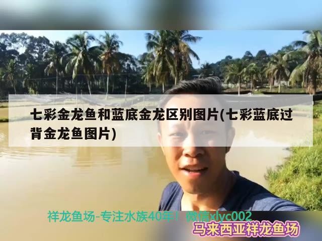 七彩金龍魚和藍底金龍區別圖片(七彩藍底過背金龍魚圖片)
