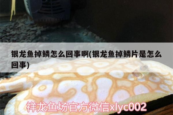 銀龍魚掉鱗怎么回事啊(銀龍魚掉鱗片是怎么回事)