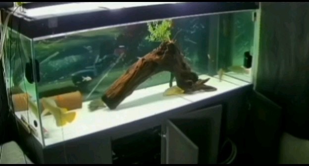 自助餐是常態