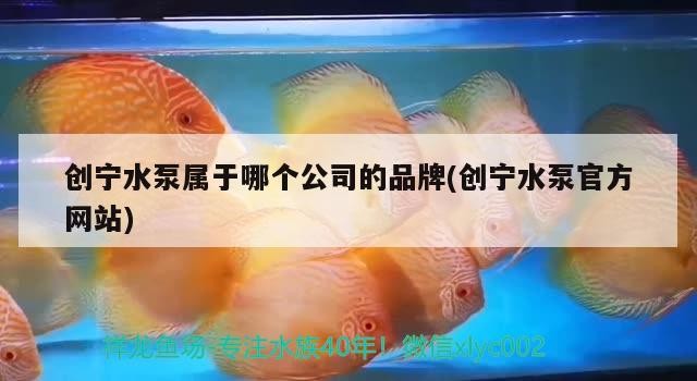創寧水泵屬于哪個公司的品牌(創寧水泵官方網站)