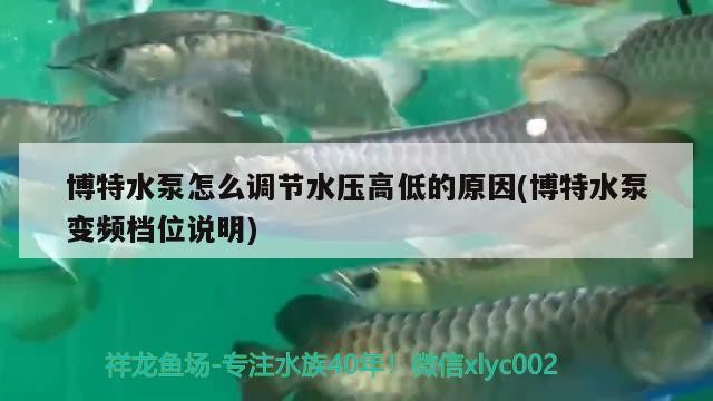 博特水泵怎么調節水壓高低的原因(博特水泵變頻檔位說明)