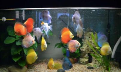 龍魚生病會有什么癥狀？，如何判斷龍魚生病？
