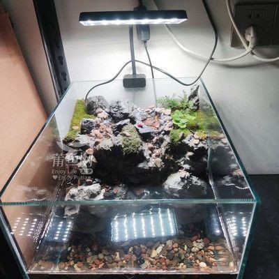 40厘米的魚缸造景：40厘米魚缸造景教程，根據您的需求整理的關于40厘米魚缸造景的信息