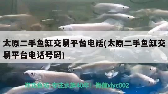 太原二手魚缸交易平臺(tái)電話(太原二手魚缸交易平臺(tái)電話號(hào)碼)
