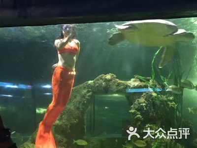 淮南水族館vs祥龍魚場（探討淮南水族館與祥龍魚場之間的差異時，我們可以從多個角度分析）