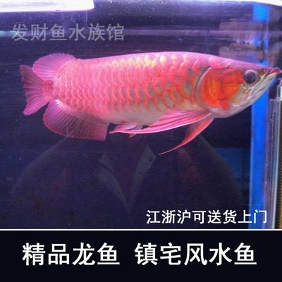 紅龍魚活體魚怎么養(yǎng)：紅龍魚的飼養(yǎng)方法