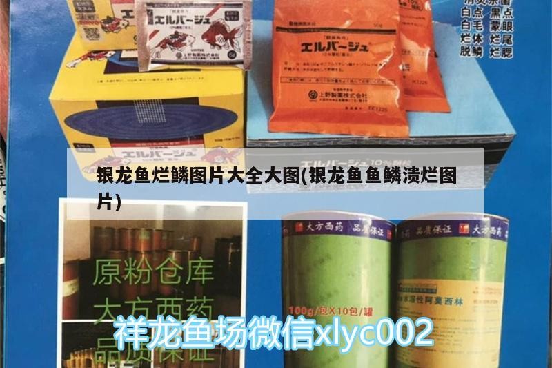 銀龍魚爛鱗圖片大全大圖(銀龍魚魚鱗潰爛圖片)