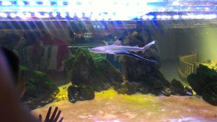 南昌水族館vs祥龍魚場（南昌水族館與祥龍魚場的區別）