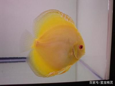 紅龍魚魚鱗掉了會再長出來嗎：紅龍魚掉鱗后恢復期的注意事項