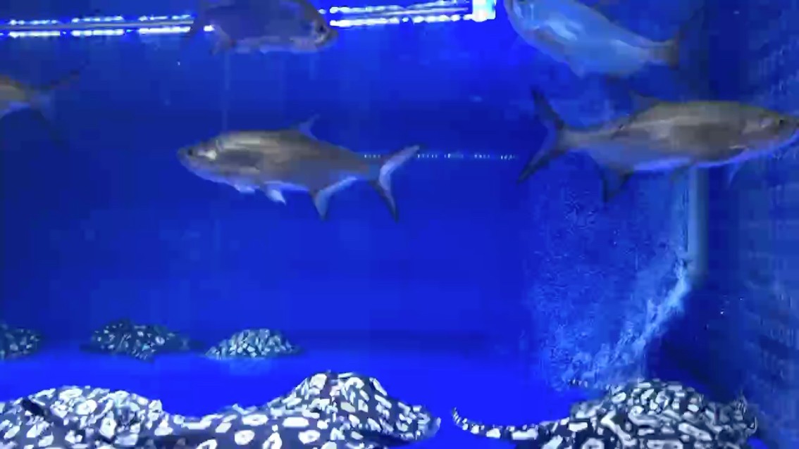 一群吃貨