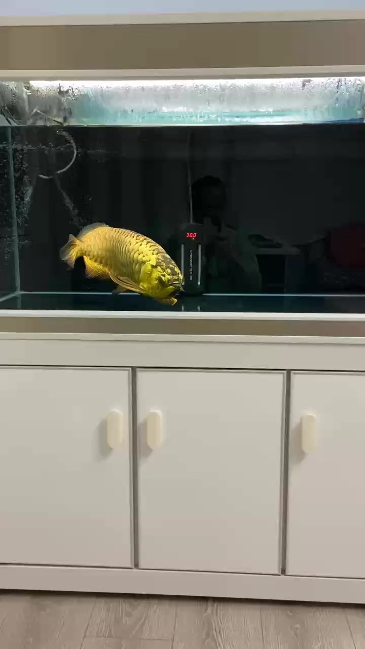 家有寶貝金龍魚