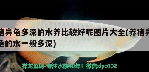 豬鼻龜多深的水養比較好呢圖片大全(養豬鼻龜的水一般多深)