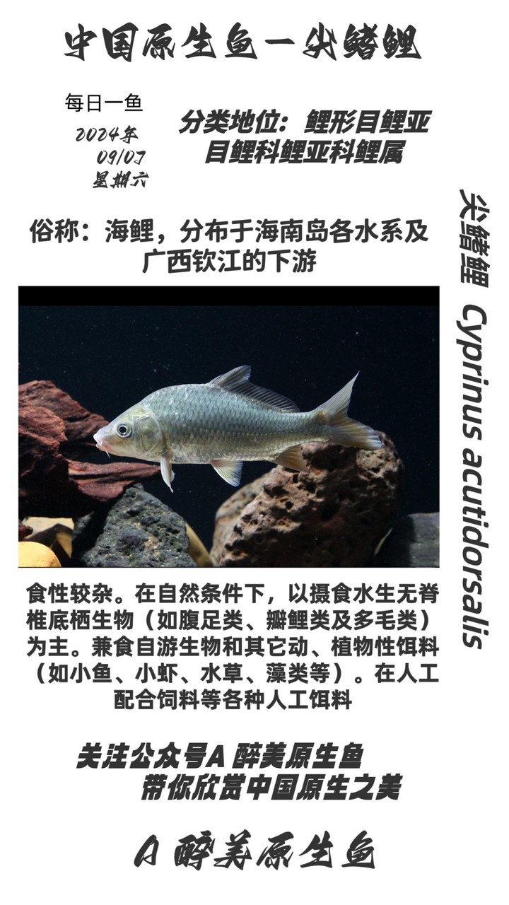 尖鰭鯉