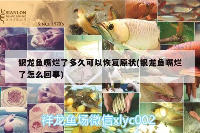 銀龍魚嘴爛了多久可以恢復原狀(銀龍魚嘴爛了怎么回事)