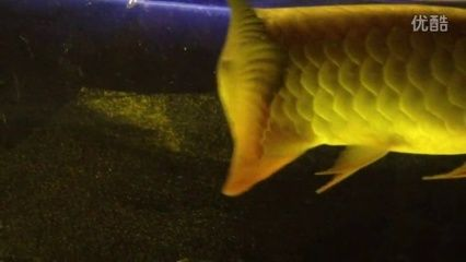 牡丹江龍魚vs祥龍魚場（探討牡丹江龍魚與祥龍魚場之間的差異之前需要明確這兩個概念所指的對象）