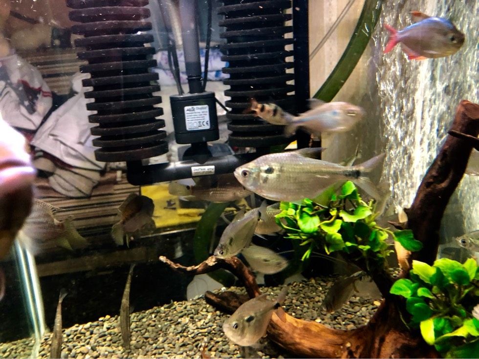cta南美水族論壇