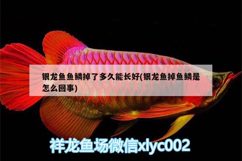 銀龍魚魚鱗掉了多久能長好(銀龍魚掉魚鱗是怎么回事)
