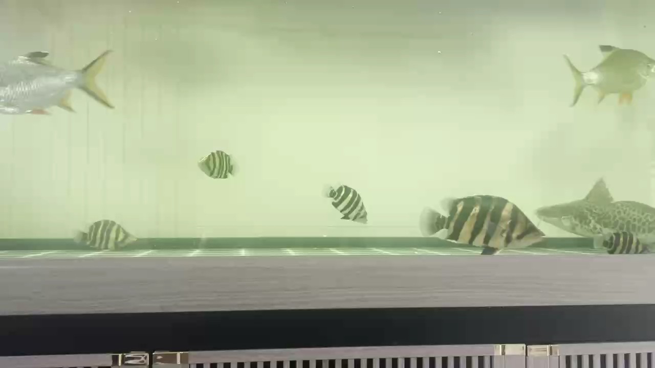 排隊