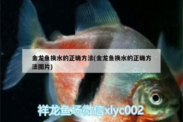 龍魚換水的正確方法vs祥龍魚場(chǎng)：如何判斷龍魚健康狀態(tài)
