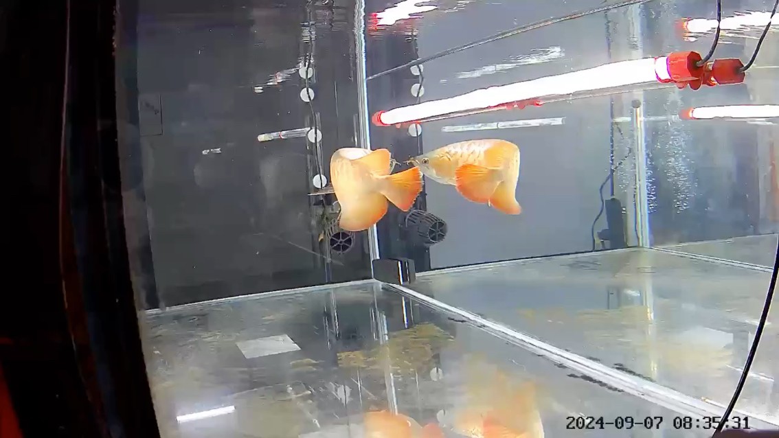 來咯來咯
