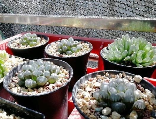 龍魚專用缸排名第一vs祥龍魚場：龍魚專用缸排名第一與祥龍魚場