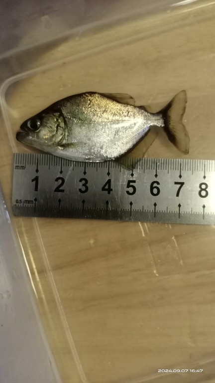 紅腹水虎能和龍魚一起養嗎（關于紅腹水虎和龍魚的問題）