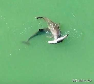 魟魚快死時滿缸飛：魟魚在某些情況下可能會表現出滿缸飛的行為
