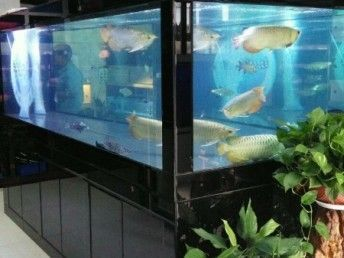 魟魚多大的缸：關于魟魚缸尺寸的一些關鍵信息