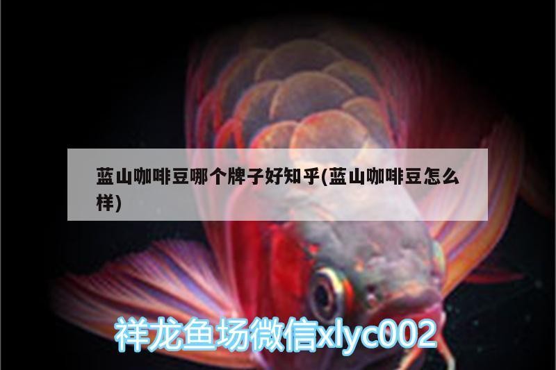藍(lán)山咖啡豆哪個(gè)牌子好知乎(藍(lán)山咖啡豆怎么樣)