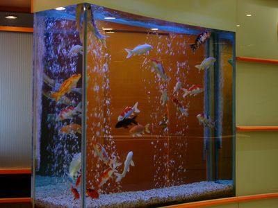 臺灣水族館vs祥龍魚場（臺灣水族館與祥龍魚場之間的差異之前，我們需要明確的搜索結果）