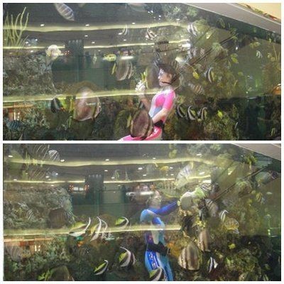 臺灣水族館vs祥龍魚場（臺灣水族館與祥龍魚場之間的差異之前，我們需要明確的搜索結(jié)果）