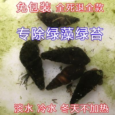 冬天魚缸長(zhǎng)綠苔怎么去除：魚缸除藻劑的種類與使用技巧