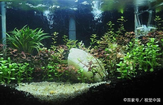 武昌魚魚缸養殖