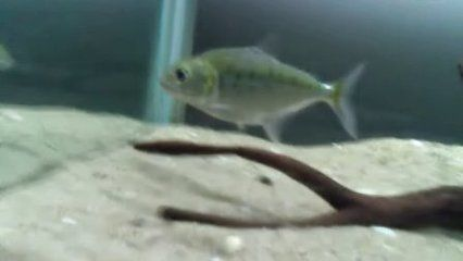 虎魚養(yǎng)到40多公分以上要多久