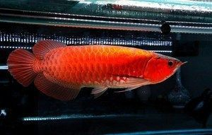 紅龍魚品種大小排名：紅龍魚品種大小排名詳情