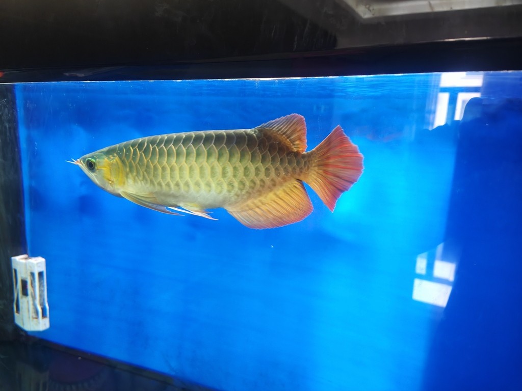 這個是什么龍魚