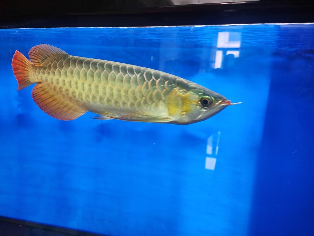 這個是什么龍魚