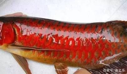 紅龍魚有多少個品種：關于紅龍魚品種的詳細介紹