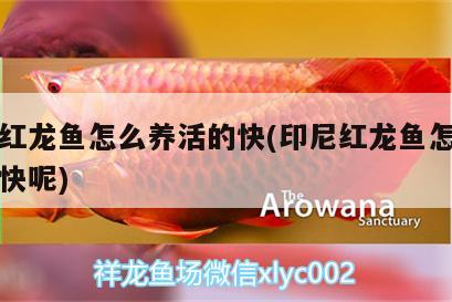 印尼紅龍魚怎么養活的快(印尼紅龍魚怎么養活的快呢)