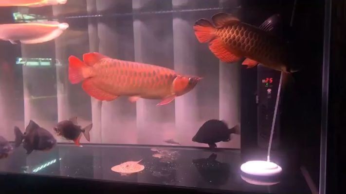 龍魚趴缸不愛游動vs祥龍魚場：龍魚趴缸不愛游動可能由多種因素引起 龍魚趴缸不愛游動vs祥龍魚場：龍魚趴缸不愛游動可能由多種因素引起 vs祥龍魚場 第5張