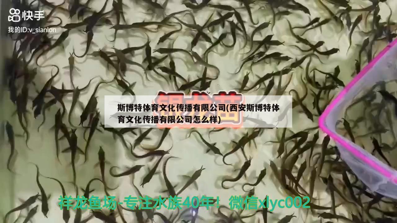 斯博特體育文化傳播有限公司(西安斯博特體育文化傳播有限公司怎么樣)