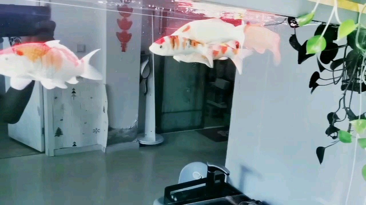 鴻運當頭，好運連連