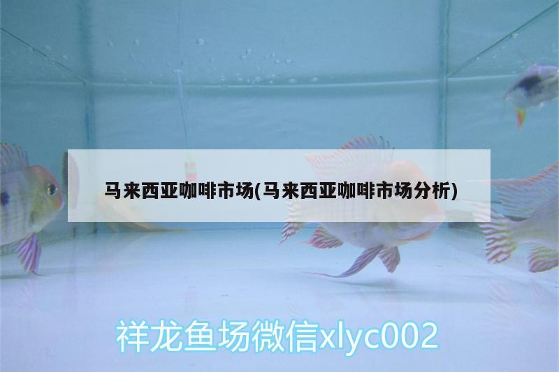 馬來西亞咖啡市場(chǎng)(馬來西亞咖啡市場(chǎng)分析)