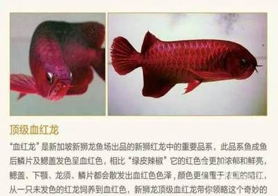 蚌埠龍魚vs祥龍魚場（探討蚌埠龍魚與祥龍魚場之間的差異之前需要明確兩者所指的具體內(nèi)容）