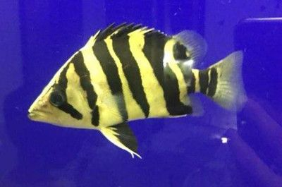 虎魚最低溫度是多少：虎魚最低溫度是24-[需手動填充]，虎魚最低溫度是多少